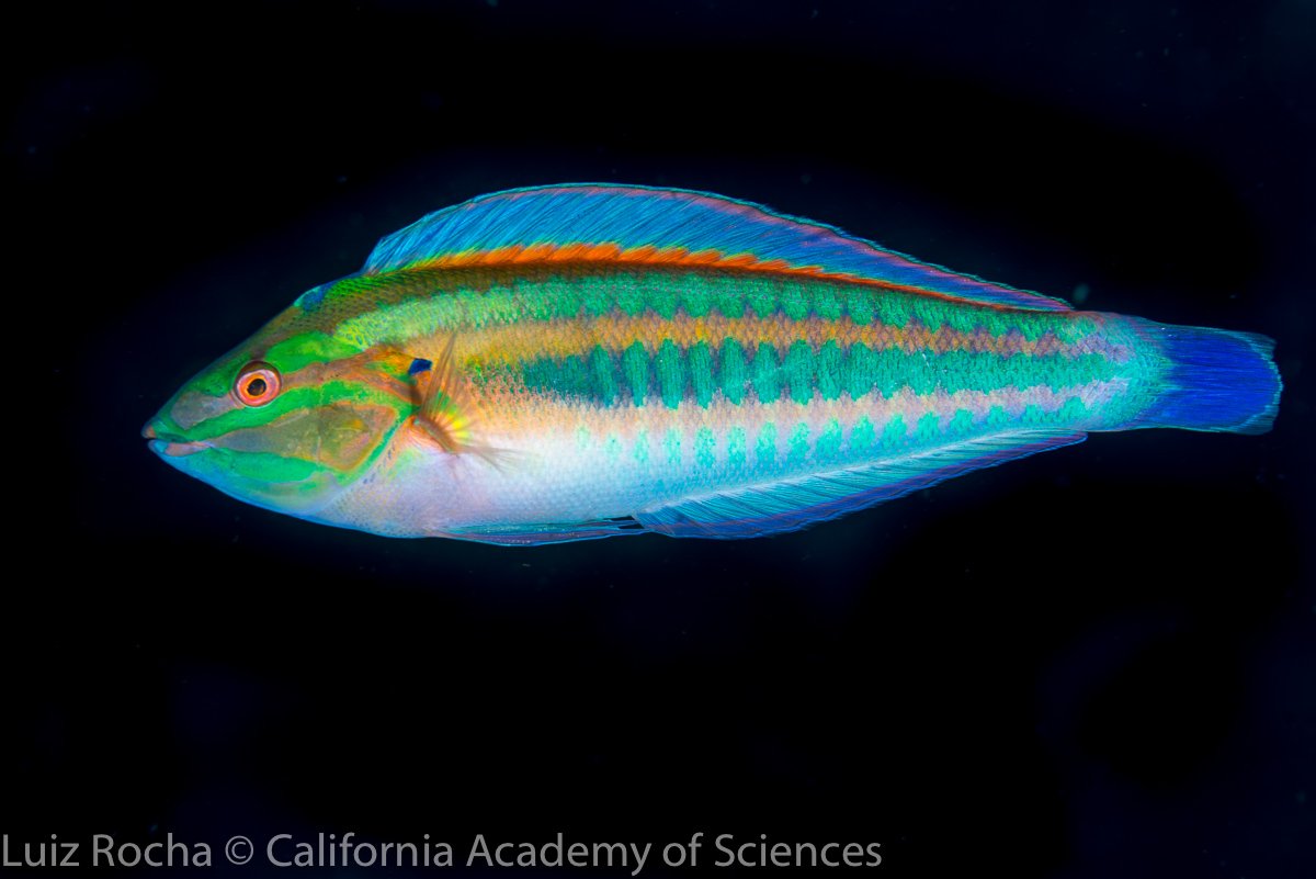 And to top the list, my number one favorite wrasse of all time (in terms of  colors) is.... Coris atlantica! All color phases of this species are  stunning, adult left, juvie right. #, image size:1200x801