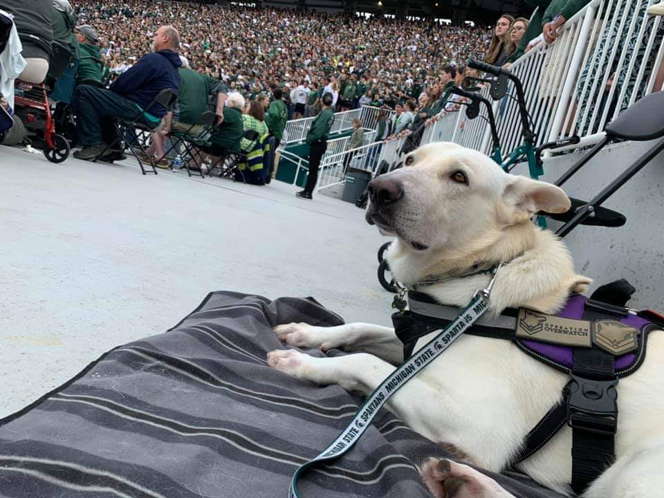 OverwatchK9's tweet photo. There are a few spots remaining in our #FREE weekly #ServiceDog training class for local #Veterans &amp; #FirstResponders!  Contact us today to obtain your battle buddy &amp; gain your independence back.  #anxiety #depression #flashbacks #servicedogintraining #servicedogteam #ptsd #tbi https://t.co/SqR6waEfmN