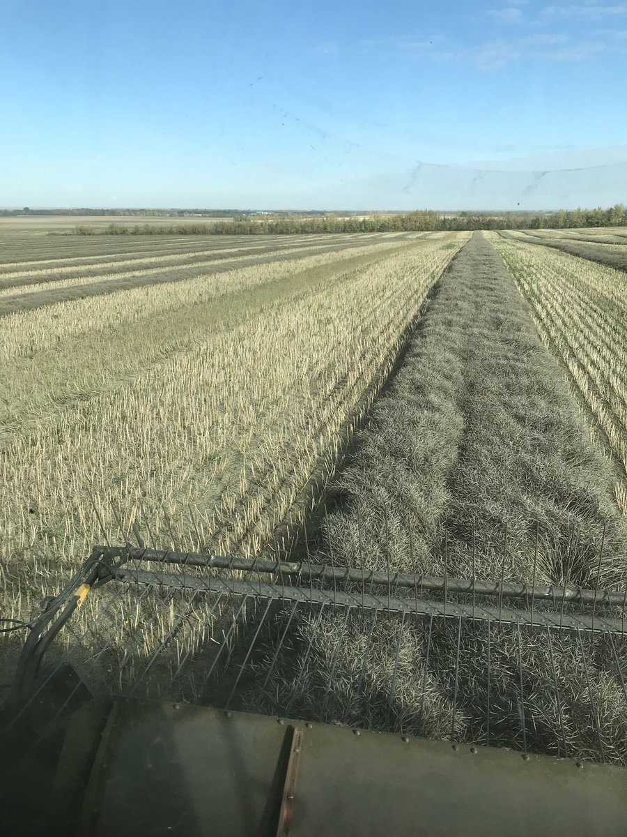 lukebell91's tweet photo. Missing the @EdmontonOilers home opener tonight BUT....canola’s dry so we gotta fly! Excited to see how @BASFAgSolutions #L234PC performs this year #harvest19 @McEwensFF https://t.co/t8c5CkudK2