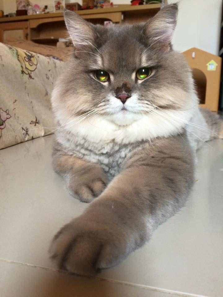 AHappierDay's tweet photo. Big meow boy has majestic gemstones for eyes https://t.co/7g88mAUHB9