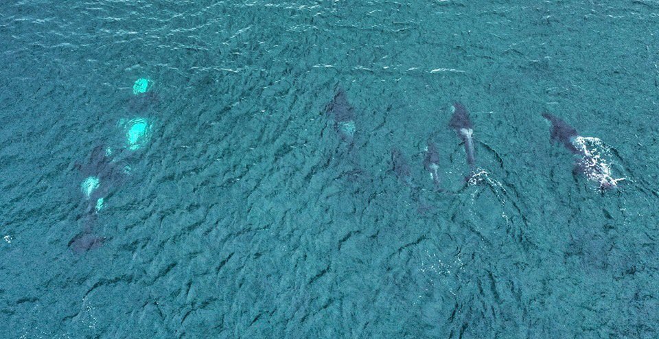 Woa.....Orca Mania strikes again here in #Shetland the 27’s pod were back around,these are some screen shots from a video I did <a href="/PromoteShetland/">Promote Shetland</a> <a href="/ORCA_web/">ORCA</a> <a href="/HughHarrop/">Hugh Harrop Wildlife</a> <a href="/orcascotland/">Orca Survey Scotland</a> <a href="/Seasaver/">Blue Planet Society</a> #orca #wildlife #asnatureintended
