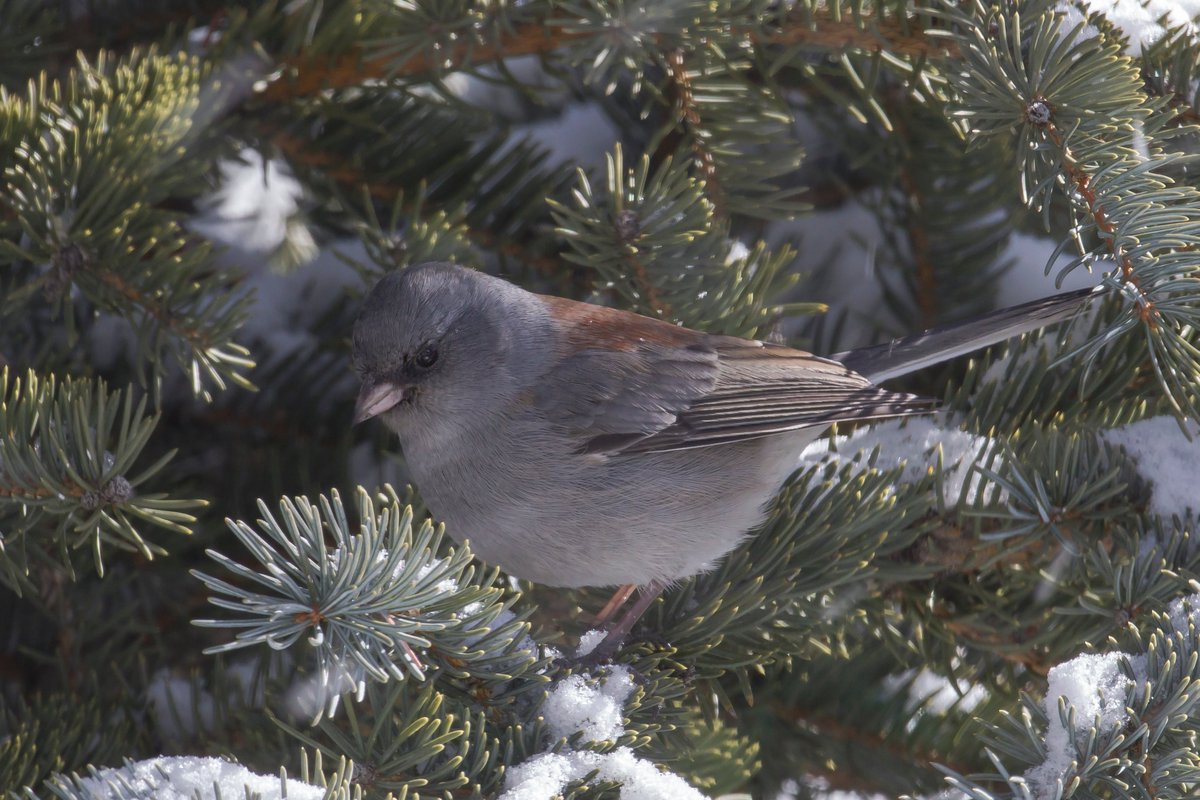 RockyNPS's tweet photo. What's that little gray bird with a rusty-colored patch on its back that’s hopping around the ground? Sounds like a Dark-eyed Junco! Also look for white outer tail feathers. Most common subspecies in #RMNP = Gray-headed Junco. Song: https://t.co/z2j8FQ05TW #RangerTips #Birding ks https://t.co/43zn1iA4I0