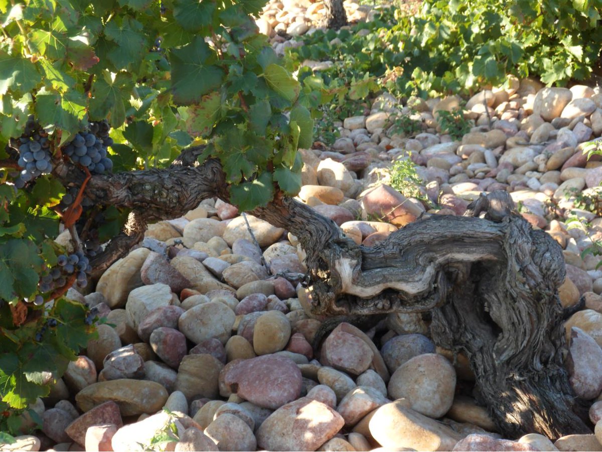 Which is one of the first AOCs in France that is known for big stones called pebbles and a wine call Mistral?
Tell us what you think or click here for answer:
ow.ly/Z5nd50wpBub