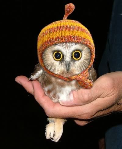 Rumplepimple1's tweet photo. Wear a cap #fallsurvivaltips https://t.co/FYihVzGaoK