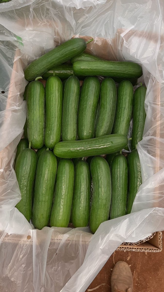 IberianOrigin's tweet photo. Mini Cucumber for sale #IberianOrigin #Vegetables #Cucumber #MiniCucumber #Export #Spain https://t.co/7wg4IHbZCO