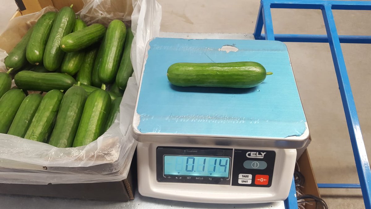 IberianOrigin's tweet photo. Mini Cucumber for sale #IberianOrigin #Vegetables #Cucumber #MiniCucumber #Export #Spain https://t.co/7wg4IHbZCO