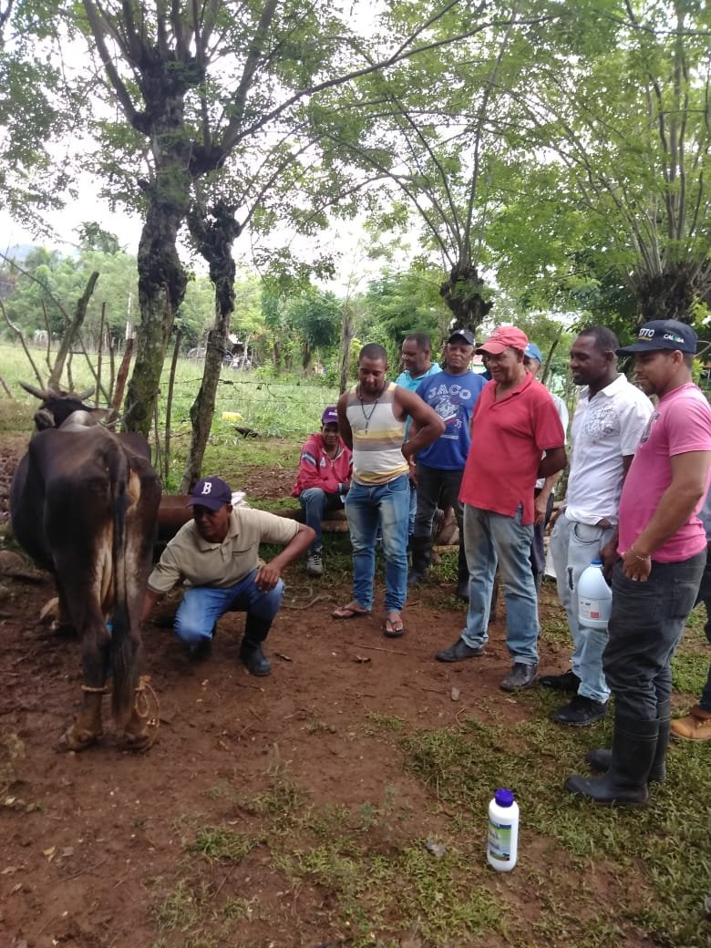 PROGANA_RD's tweet photo. Escuela de Campo Ganadera #Progana de la Asociación de Campesinos Cruce de Mela (Monte Plata), con el tema: Sellado para la calidad de leche y ordeño higiénico. https://t.co/13psiaV3Zb