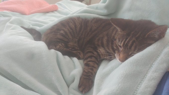 Who likes to snuggle with mommy?🐈 https://t.co/bxGzGkabvd<a href="/tag/footslavesintraing"class="tags"><span>#footslavesintraing</span></a>