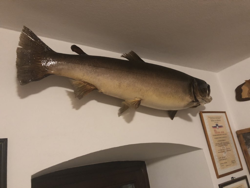 obernasson's tweet photo. Marmorata 1,14m, 19 kg... https://t.co/3C3oLXsS6Z