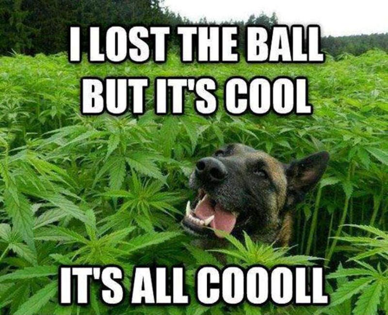 TheBombHeadShop's tweet photo. all good man

#denverdabbers #stonersociety #streetsdenver #thenobodys #serialhawk #pulley #westword #artsguide2019 #denver #420memes #colorado #redrocks #dab #420 #710 #tylerthecreator #goldlink #gothictheatre #theogdentheatre #thebombheadshop #thebombheadshopnorth https://t.co/AOh83yt9wc