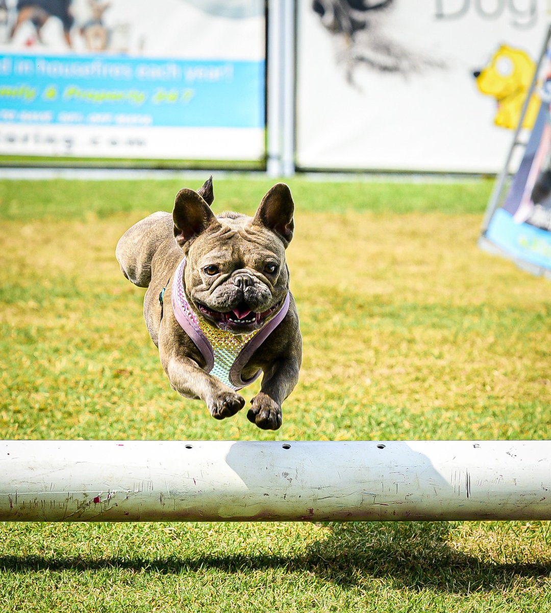 MiracoleBurns's tweet photo. Our dog Bee did her first lure course over the weekend. We werenโt sure if sheโd like it or not, since itโs not a normal frenchie โthingโ..
Yah. We have a #HoverDog ๐๐ฅฐ https://t.co/5fqKDrZxLN