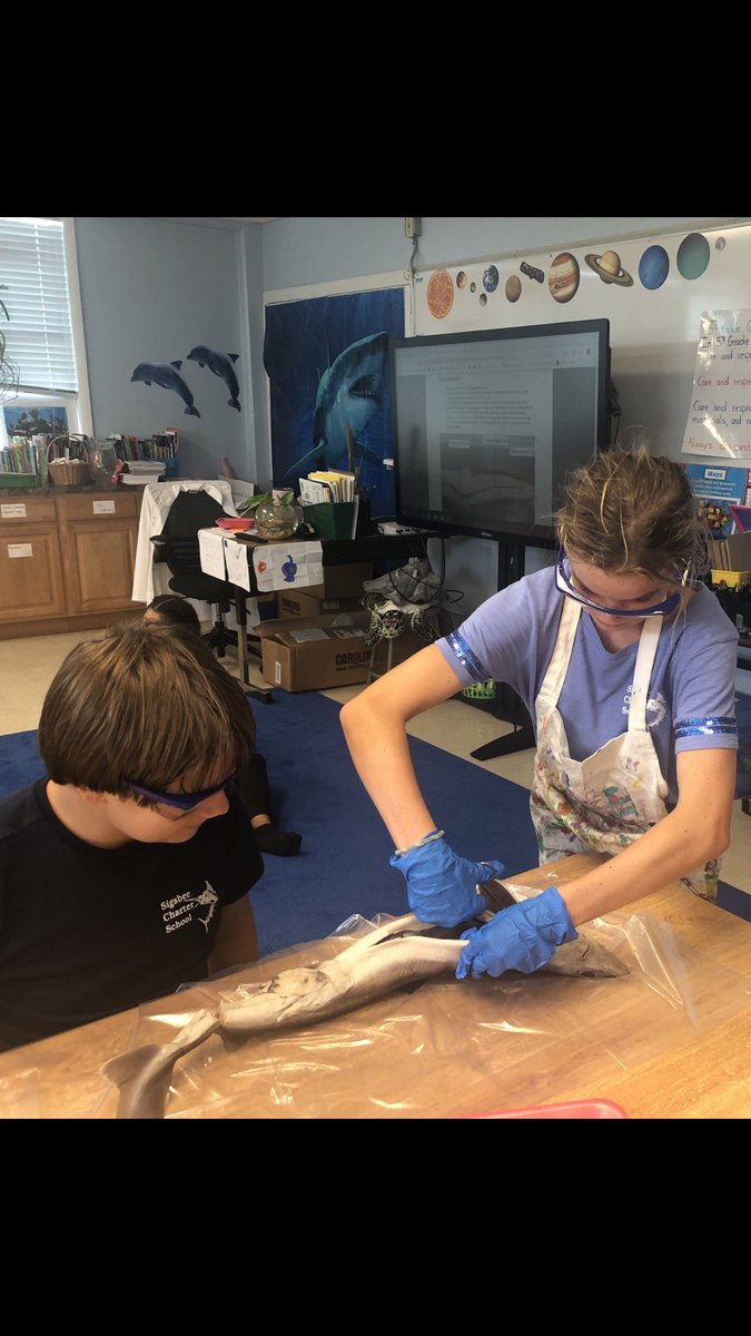 Keywest171's tweet photo. Today my middle school marine science club used the OCEARCH Shark Anatomy Dissection Manuel to dissect their sharks. Future scientists in action! #OCEARCH #Sigsbee #sharkeducation https://t.co/yoqWMDUgWR