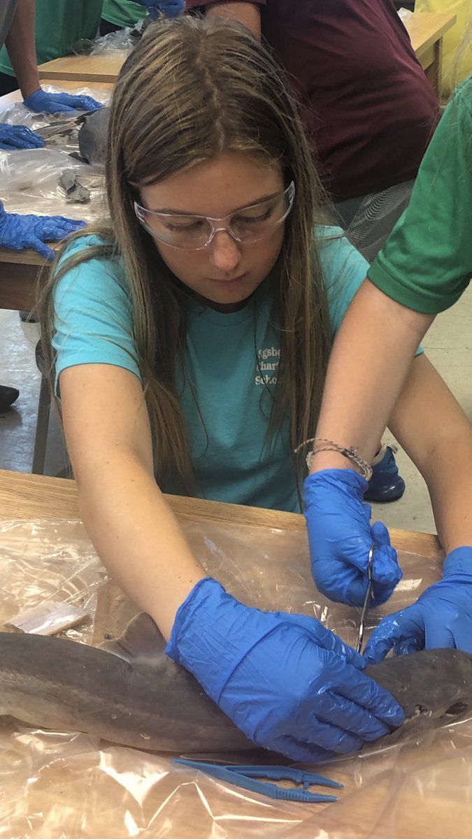 Keywest171's tweet photo. Today my middle school marine science club used the OCEARCH Shark Anatomy Dissection Manuel to dissect their sharks. Future scientists in action! #OCEARCH #Sigsbee #sharkeducation https://t.co/yoqWMDUgWR