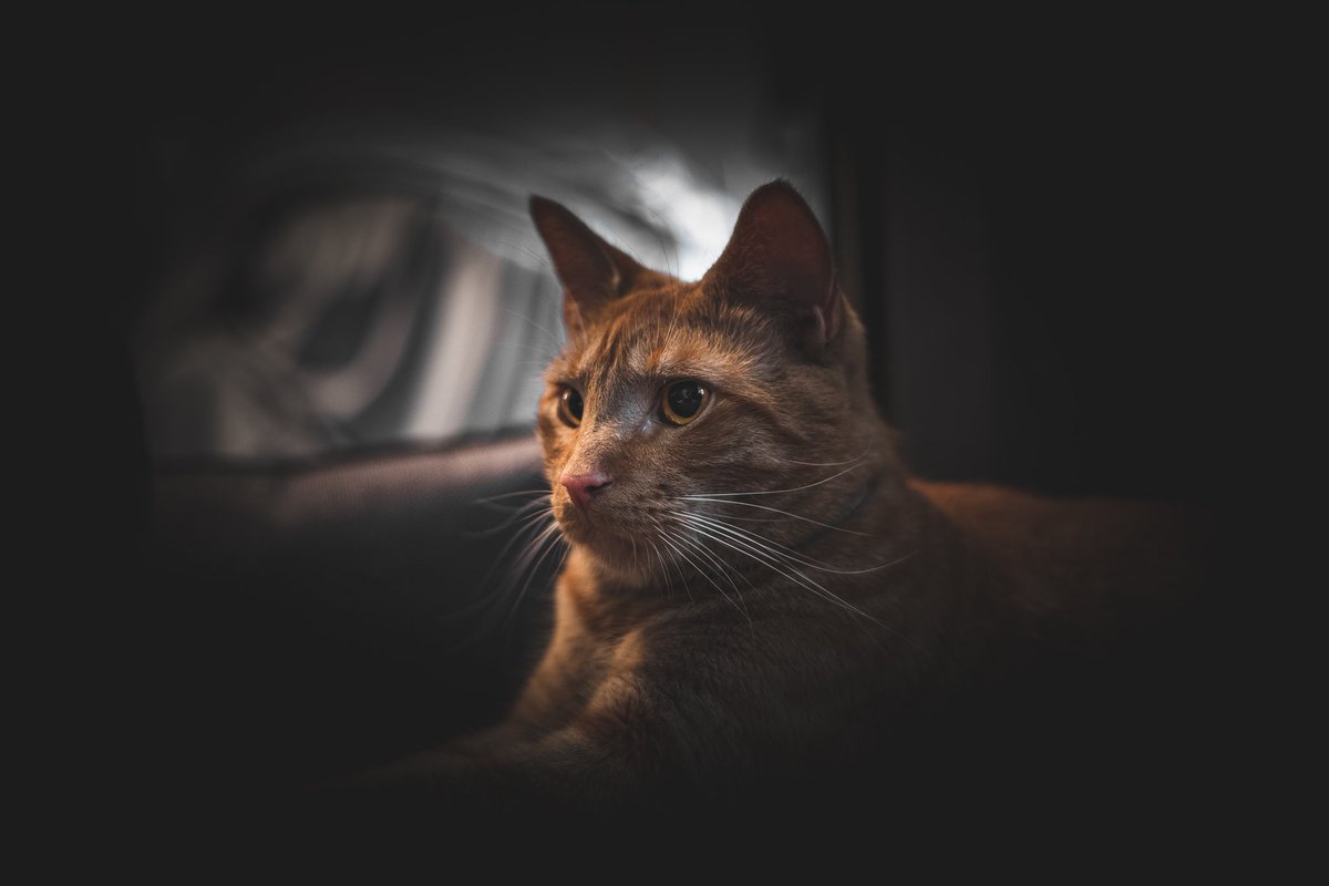 LokiAsshole's tweet photo. wif big white whiskers liek dis, how canz i not lovez #WhiskerWednesday ? u iz liek dem 2?

#CatsOfTwitter https://t.co/YKNyzweVSE