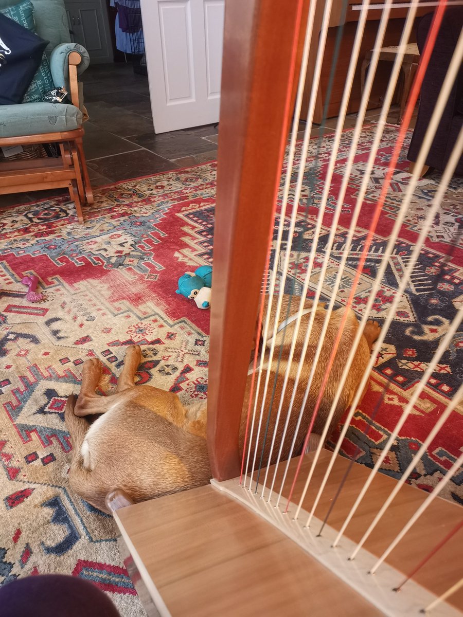 Mostlywind's tweet photo. Always close by when I play at home and almost always curled round my harp! Likes the vibrations! #MusicCalms #FoxRedLabrador https://t.co/MbefLcu1qs