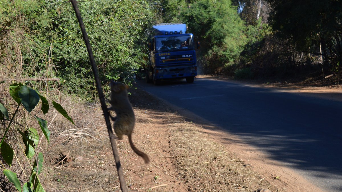 Malcolm S. Ramsay tweet media