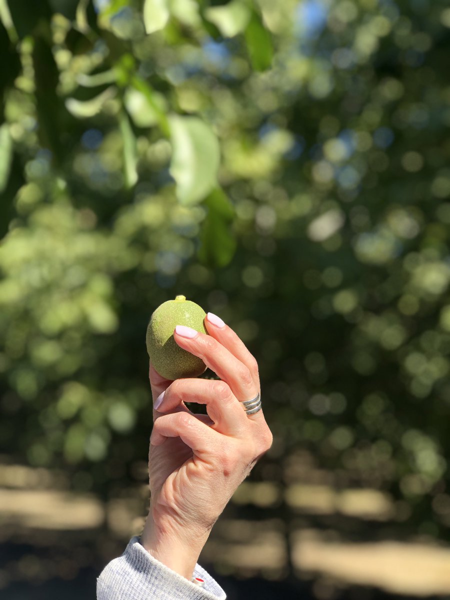 CaWalnuts's tweet photo. Did you know: Walnuts are covered in a green husk over the hard shell. #campwalnut #walnutsatwork https://t.co/UIhhRZweos