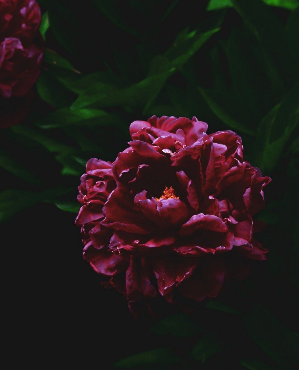 TwilightVisuals's tweet image. Although the peony is a Summer bloom, we can't help but love this deep dramatic shot, that leaves us analysing every petal. The peony has to be one of our favourite flowers but when it comes to Autumn we can't say no to Dahlias or Calla Lilies🌸 💖 #flowerphotography