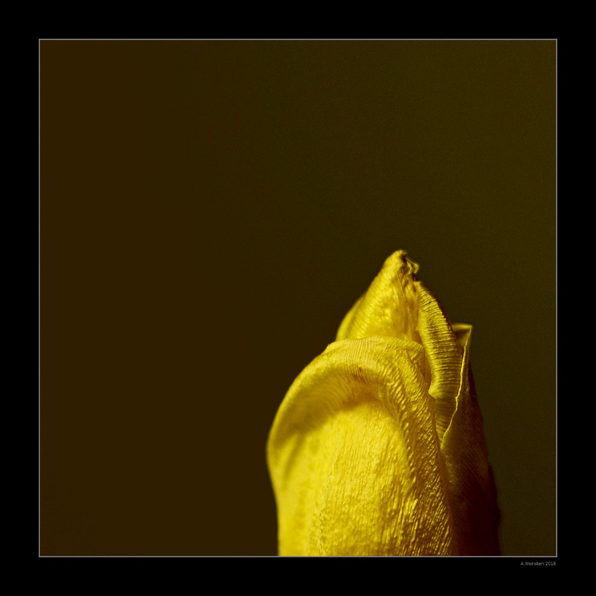 3_qrx's tweet photo. #photography hy by A.Weinstein
#yellow #Flowers https://t.co/4PTJdSyNZS