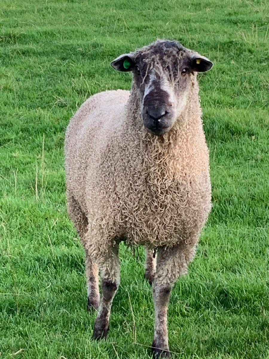 TeeswaterSBA's tweet photo. Lot 18 at the show and sale tomorrow @leyburn_mart . A 2 shear tup from M and L Croft https://t.co/lEwUMOdnUc