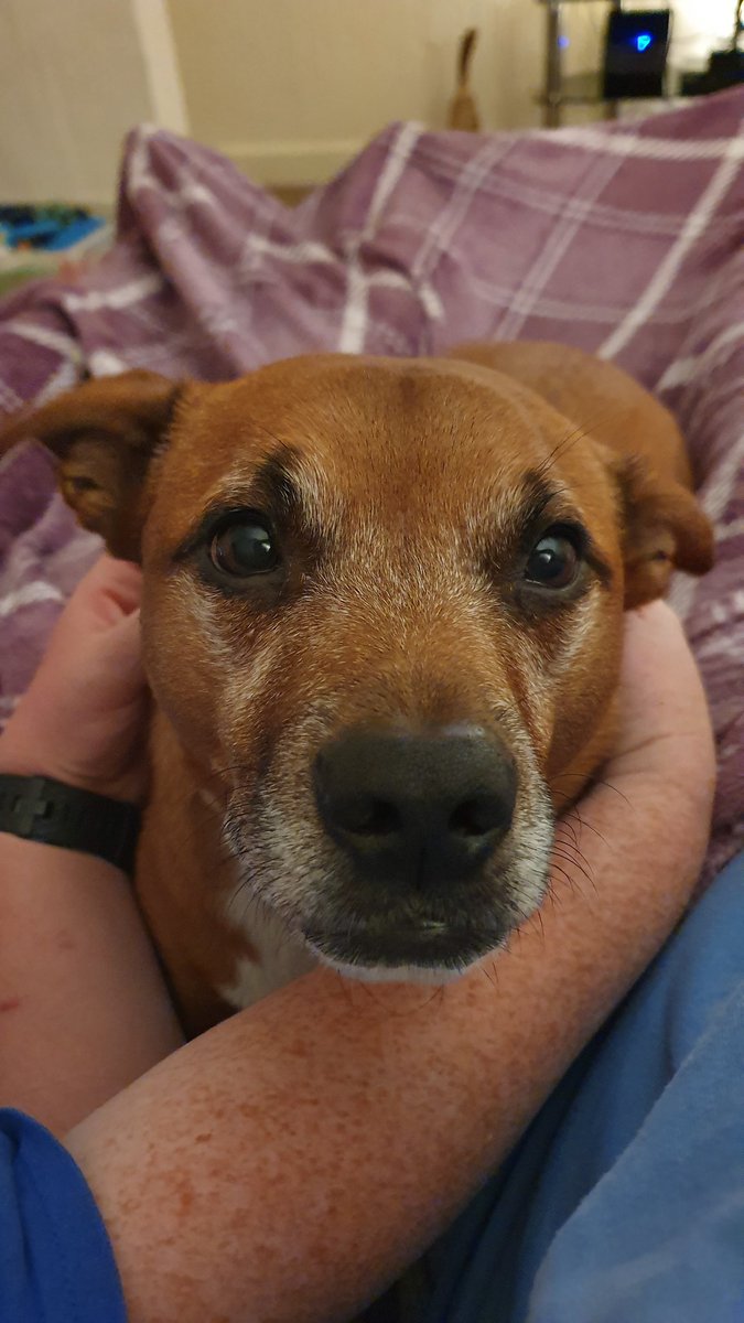 FlynnTheRescue's tweet photo. Hi Pals! I'm in Flynn's middle, enjoying cuddles from both mums 🥰 thinking of all my friends and hoping you all have a pawsome evening/morning/afternoon wherever you are. Love you all friends ❤🐾🧡🐾💛🐾💚🐾💙🐾💜🐾❤🐾🧡🐾💛🐾💚🐾💙🐾💜🐾 https://t.co/jv5NaEnxvf