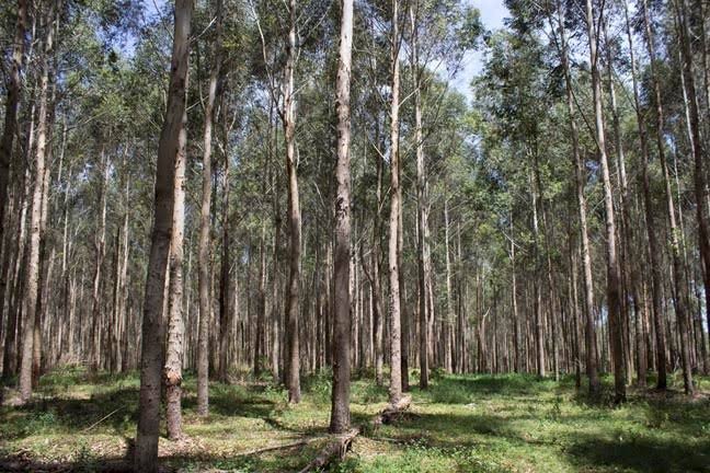 Interested in Management and Economics of #fastgrowing #plantation #forests ? Come join us for the business meeting of <a href="/IUFRO/">IUFRO</a> unit 4.4.2. today 6:30pm <a href="/iufro2019/">IUFRO2019</a> room 12 wing 2. Everybody is welcome! #ForestManagement #forestry #plantationforest