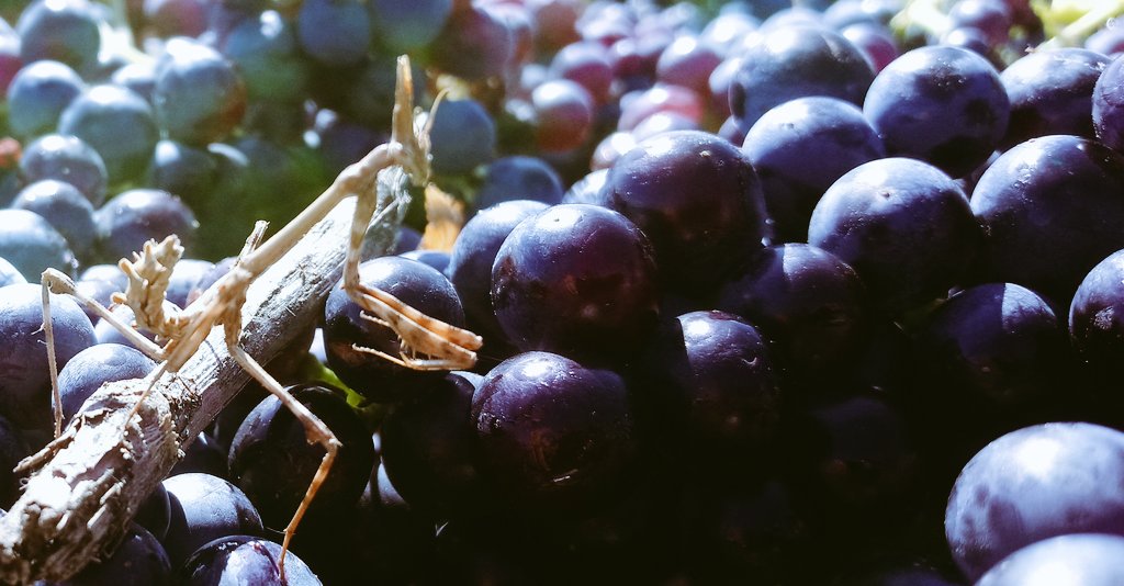 BrigandVin's tweet image. 🍀 Le bâton qui marche sur les raisins.
#vendanges2019 #phasme #biodiversité #carignan #diablotin