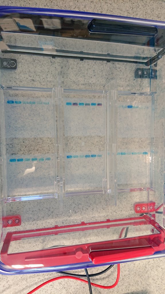 Miss_I_Iqbal's tweet photo. Amazing Practical sessions by Lucienne @timstarlab. Both #PCR sessions were incredible!! Great practical skills on display today too! Well done Highers! 👏👏
#HigherHuman #unit1 #RealLifeApplications https://t.co/S1YbEJOalQ