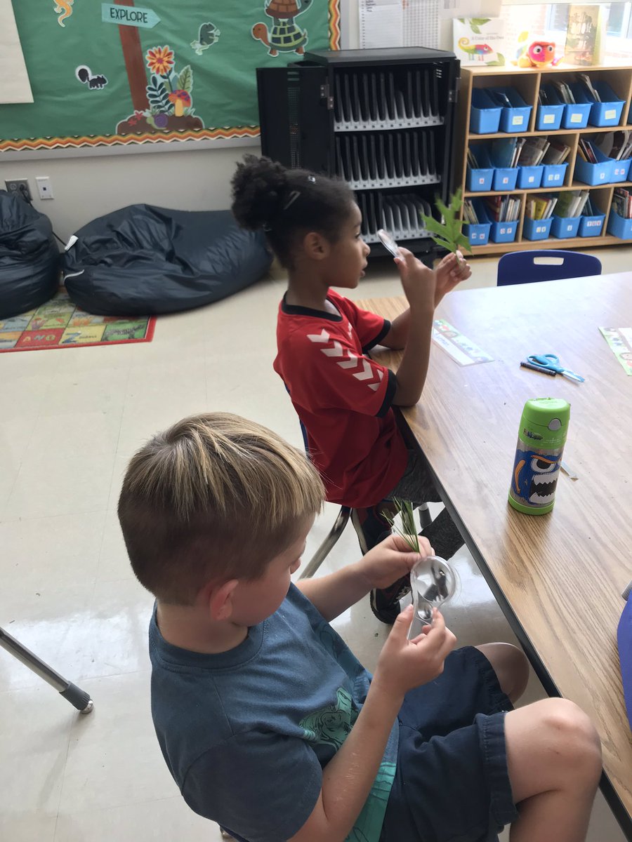 We observed different kinds of leaves.