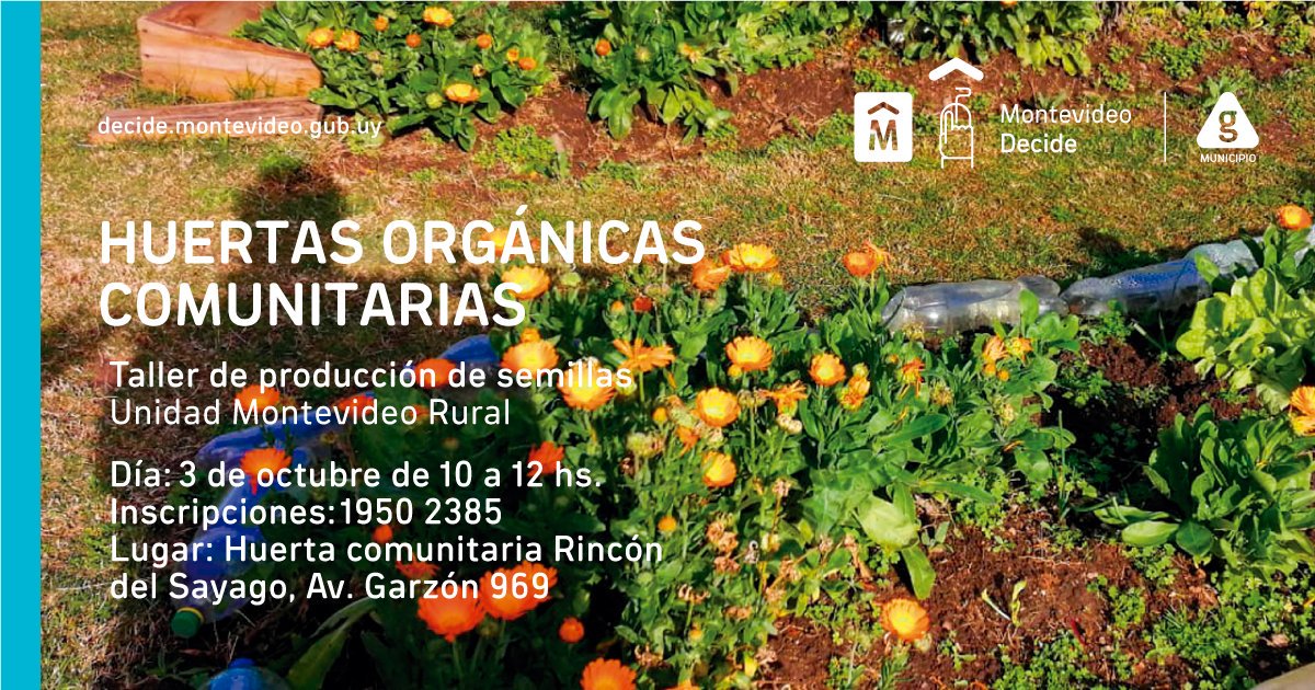 MVDParticipa's tweet photo. ¡Se pone en marcha otra idea ganadora del ciclo 2018!

💡 Huertas urbanas en espacios públicos 🍅🥬

🗓️En octubre se realizarán 4 talleres para la creación de huertas comunitarias en nuestra ciudad.

➕info👉 https://t.co/E1fb2bN2I0

#MontevideoDecide🙋‍♀️🙋‍♂️ https://t.co/7qO7WtT2ka
