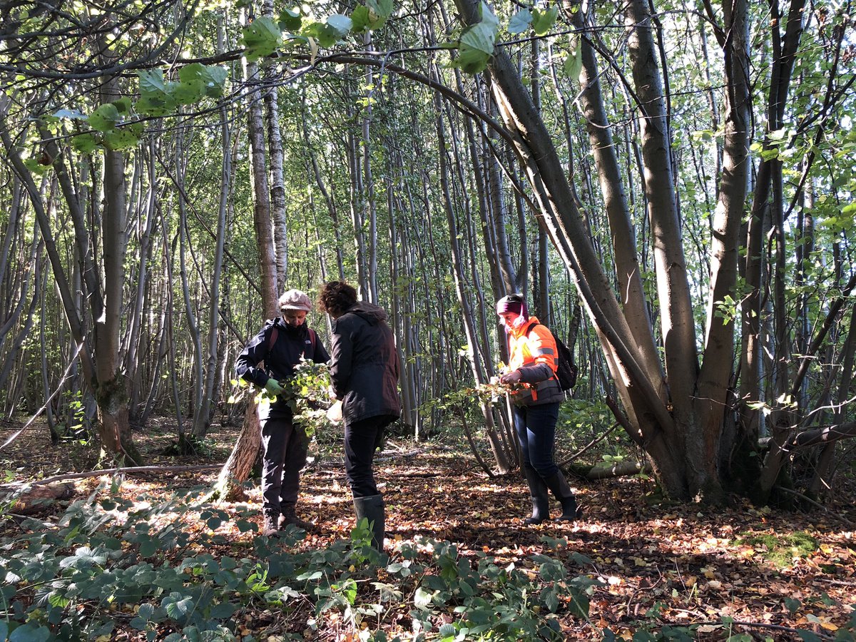annasalty's tweet photo. We had a chilly but enjoyable day @suffolkwildlife Groton Woods this morning, collecting small-leaved lime seeds for @Kew_MSBUK #UKTreeSeeds project and taking every opportunity to bask in the patchy sunlight! https://t.co/JQHLekyDXp