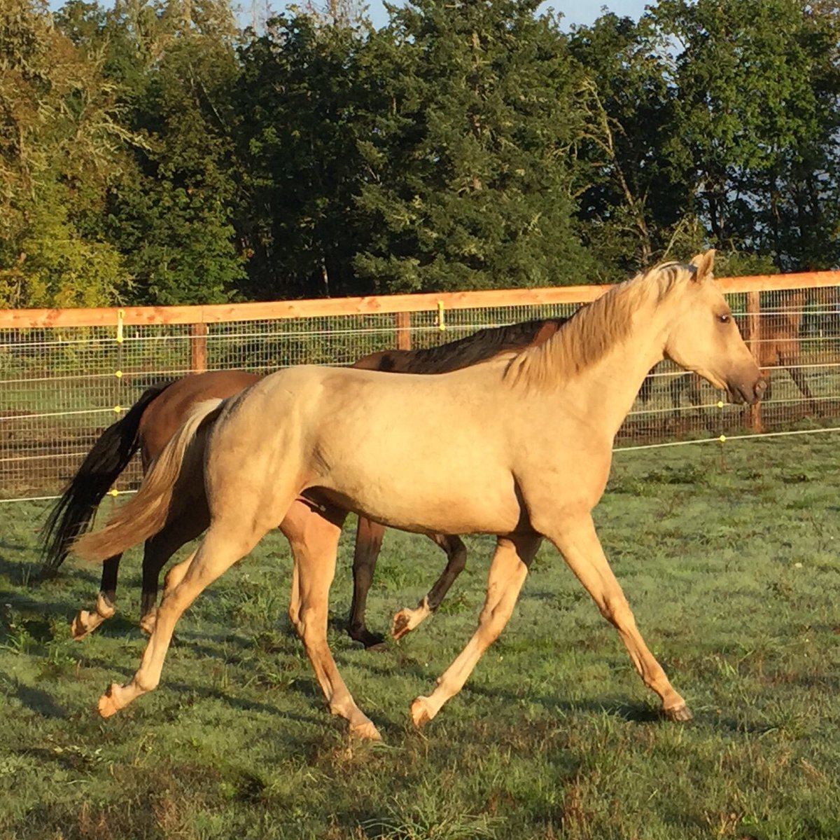 Kevin_Matthews_'s tweet photo. Kamat, #yearling #palomino #purebred #AkhalTeke #colt, is growing up beautifully, while looking for his forever home! β€οΈ
https://t.co/OkExflOXCk
#swanaltynkamat #studcolt #stallionprospect #swanfarmhorses https://t.co/mNGfCJYwOD