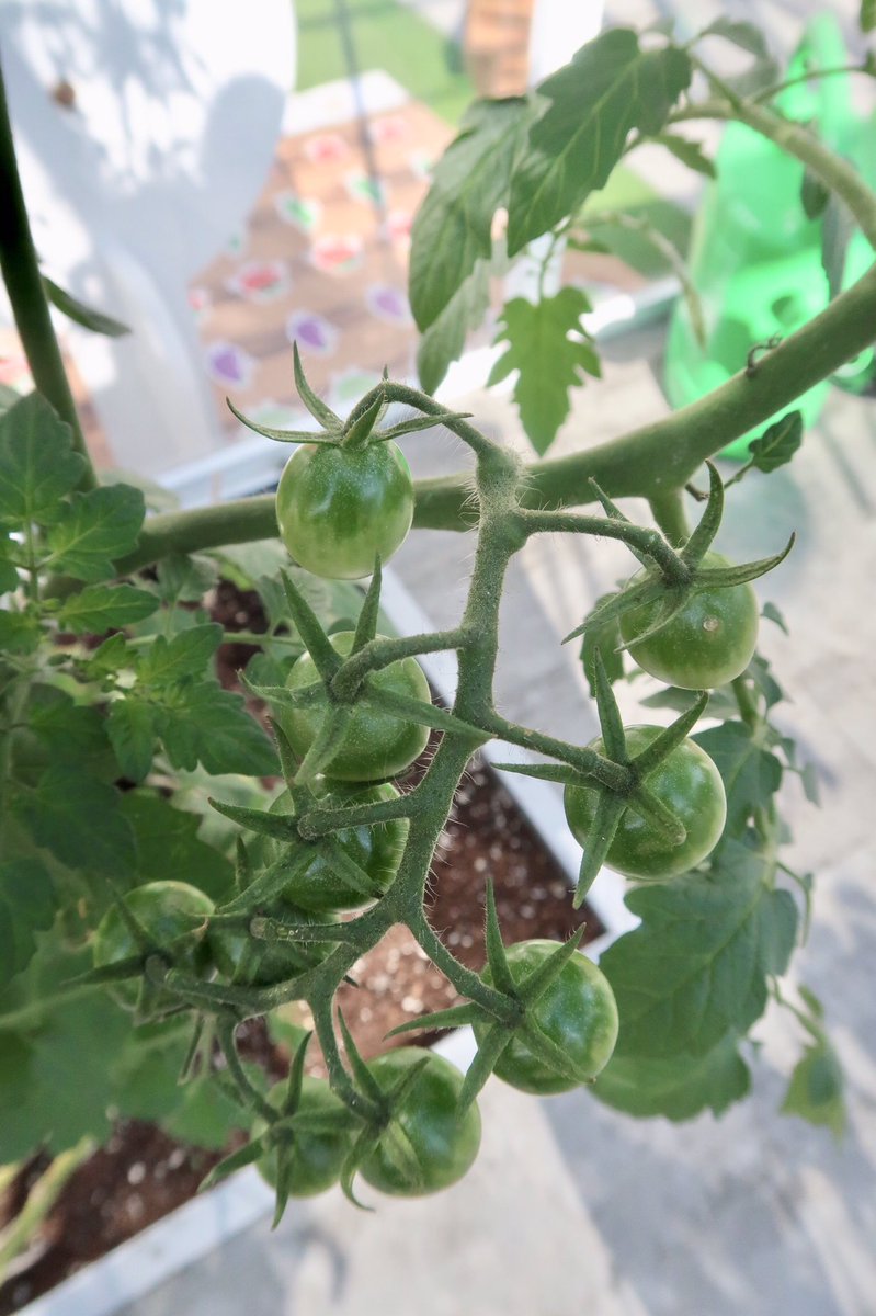 LeBlogdeLili's tweet photo. 🍅 Vous aimez les tomates et les concombres et voulez en savoir plus sur leur culture sous serre en France ? Rendez-vous devant le MK2 Bibliothèque François Mitterrand jusqu’à ce vendredi 4 octobre. Au programme : animations, rencontres avec des producteurs, etc. 🥒 https://t.co/HWJscpVbNJ