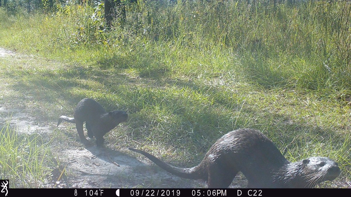 BioHook85's tweet photo. River otters in the red hills?! Who knew?? These 2 were spotted at @talltimbers1958 just last week in an area with not much more than a trickling creek. @McCleeryLab @UFWildlife @UFSNRE #cameratrap #wildlife #ecology #research https://t.co/Wf70x5bOnt