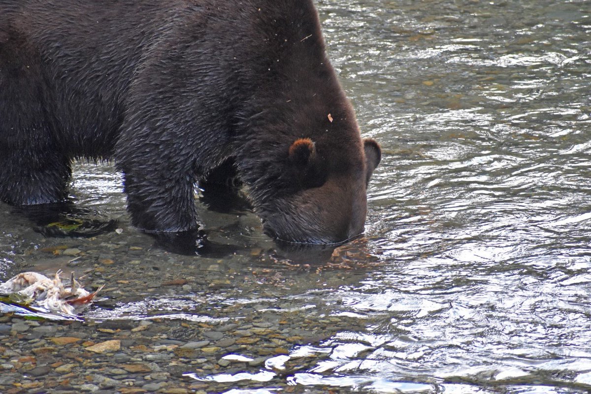 TongassNF's tweet photo. Alaskan brown #bears eat up to 90 pounds of food a day.  #Salmon are a critical part of the bear’s diet; a salmon can pack 4,000 calories. They are abundant in summer as they swim up rivers to lay eggs. This young bear in #Hyder enjoys a snack of salmon eggs. #wildlifewednesday https://t.co/JsUkagdsGl