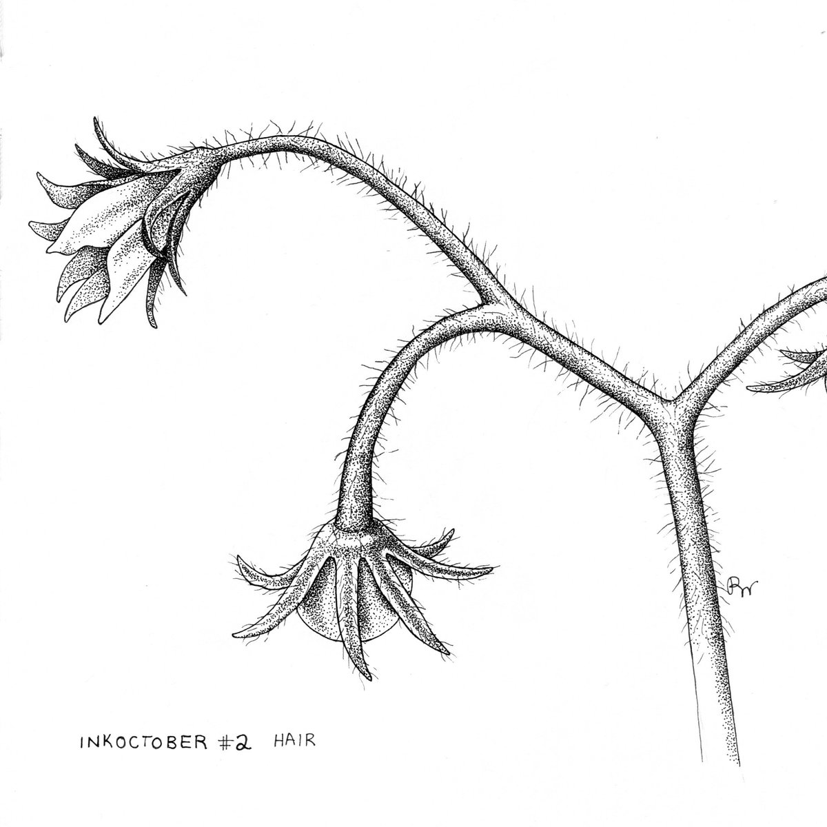 Ink October #2 'Hair' 

Tomato plant hairs called Trichomes

 #sciartink #sciartnow #penandink #sciart #illustration #scientificillustration #medicalillustrator #scientificillustrator #freelanceillustrator #inkoctober #naturalhistoryillustration