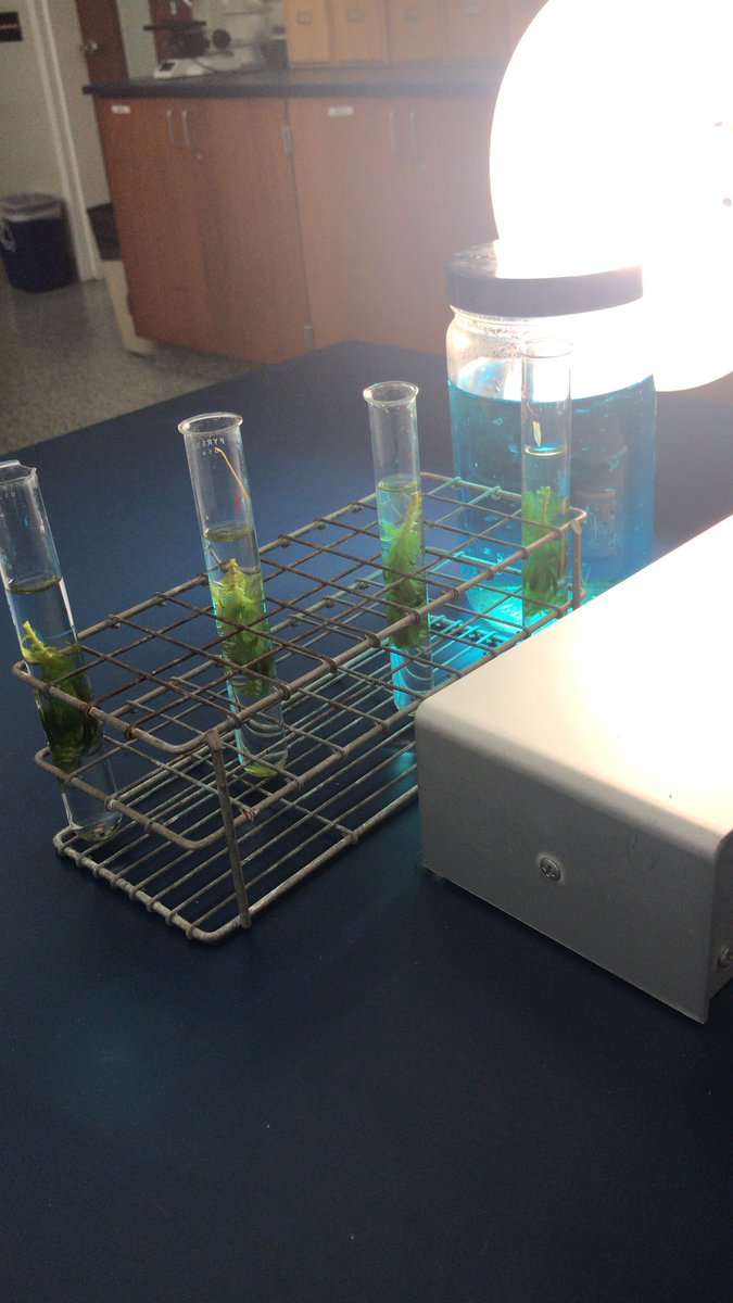 UOrn51's tweet photo. Measuring how much oxygen is released from the plants depending how far they are away from the light #BIO120FALL19 @NutmegSomething https://t.co/6rWZdE2LA2