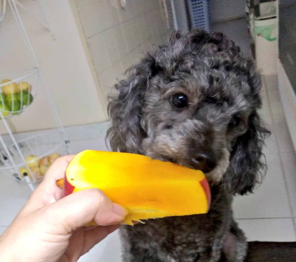 AquelaLara's tweet photo. O cão chupando manga
#Bruce #Demonho #FrutaNãoéSobremesa https://t.co/HZRBiOaHOQ