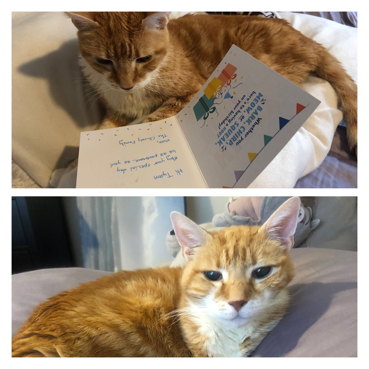 Tyson loves his birthday card from <a href="/Chewy/">Chewy</a>...He is 20 years young! Chewy is absolutely the best- from autoship to rockstar customer service and helping with food prescriptions to actually caring about your pet. Thank you to the Chewy team!