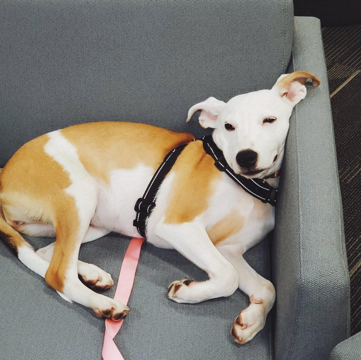 Sit, stay...play dead! Looks like Cleo needs a cup of coffee. What helps you get through that mid-week mood?