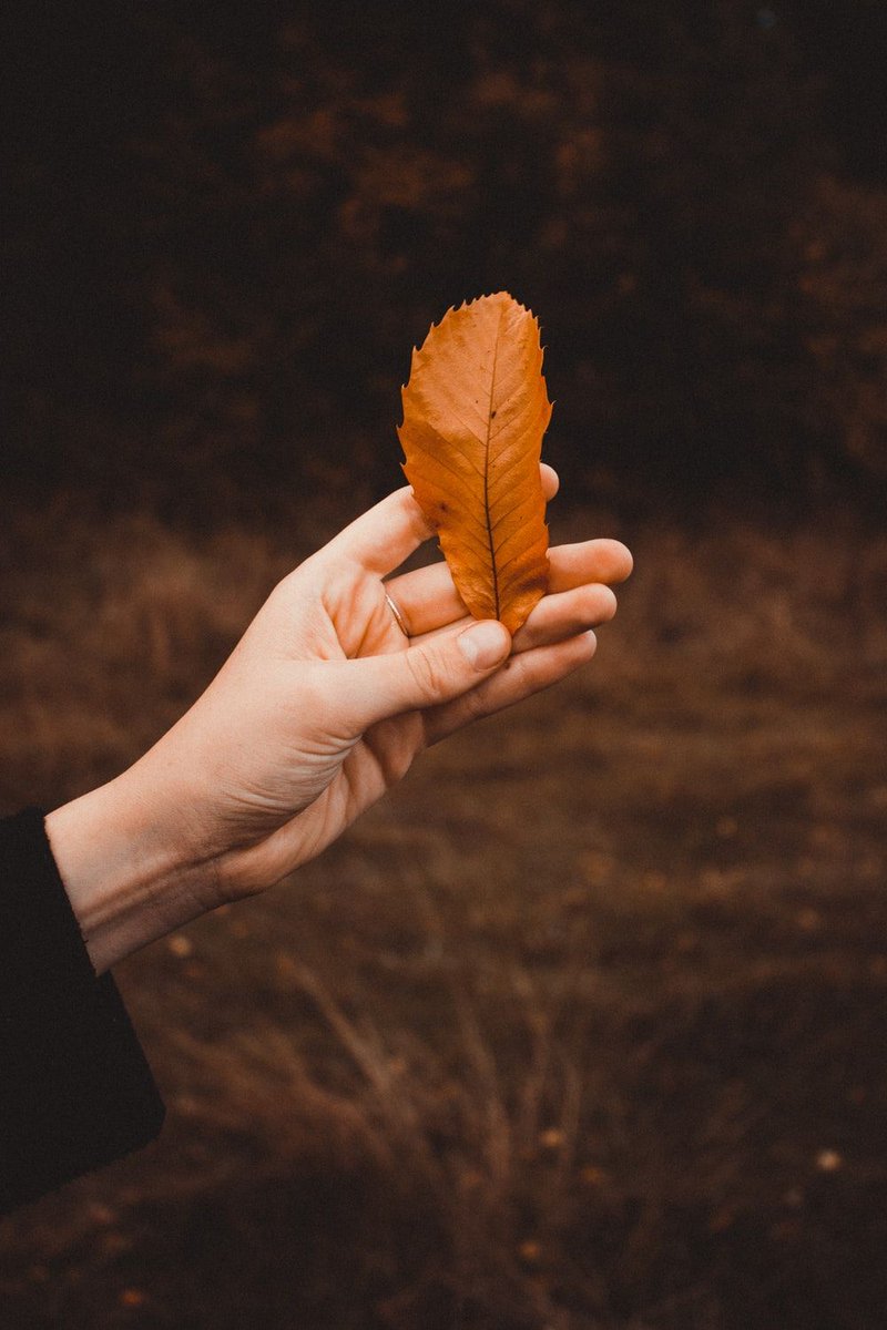 unsplash's tweet photo. Autumn walks 
Feature: @matreding
https://t.co/a9yxAxdeSE https://t.co/maGEhggaaf