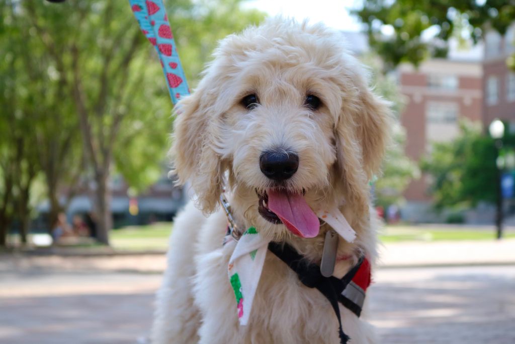 We are halfway through Greek Week and love supporting the pups!