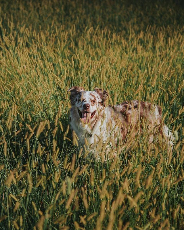 mavtheaussie's tweet photo. Only prairie fire out here is me blazin new trails! https://t.co/z7FMw6REGO https://t.co/SQqvkYwE71
