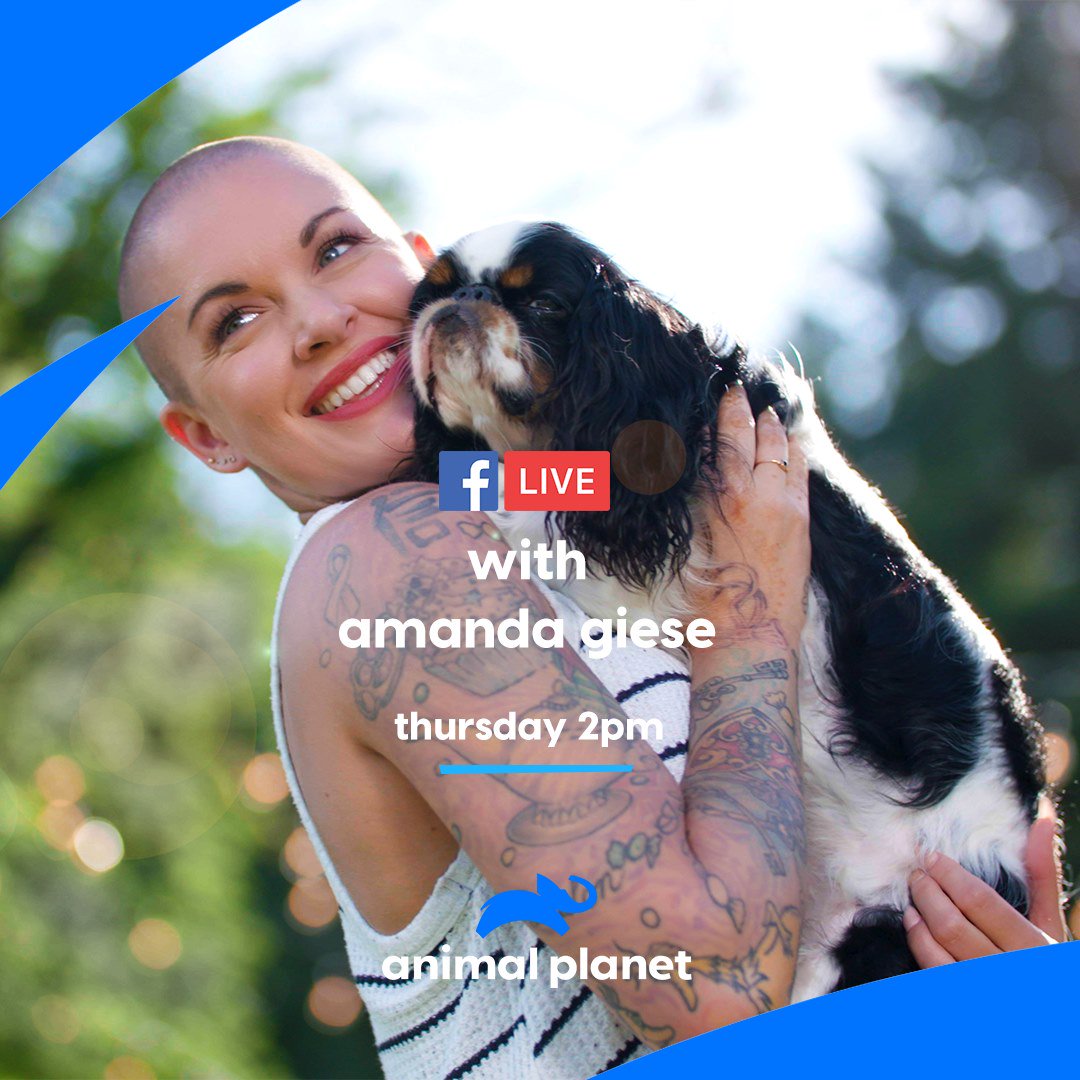 THREE sleeps away from the Season 2 premiere of #AmandatotheRescue! I AM TAKING OVER <a href="/AnimalPlanet/">Animal Planet</a>  FACEBOOK TOMORROW AT 11AM PST / 2PM ET!  I hope you join us! Ask questions! Let's get #HYPED!