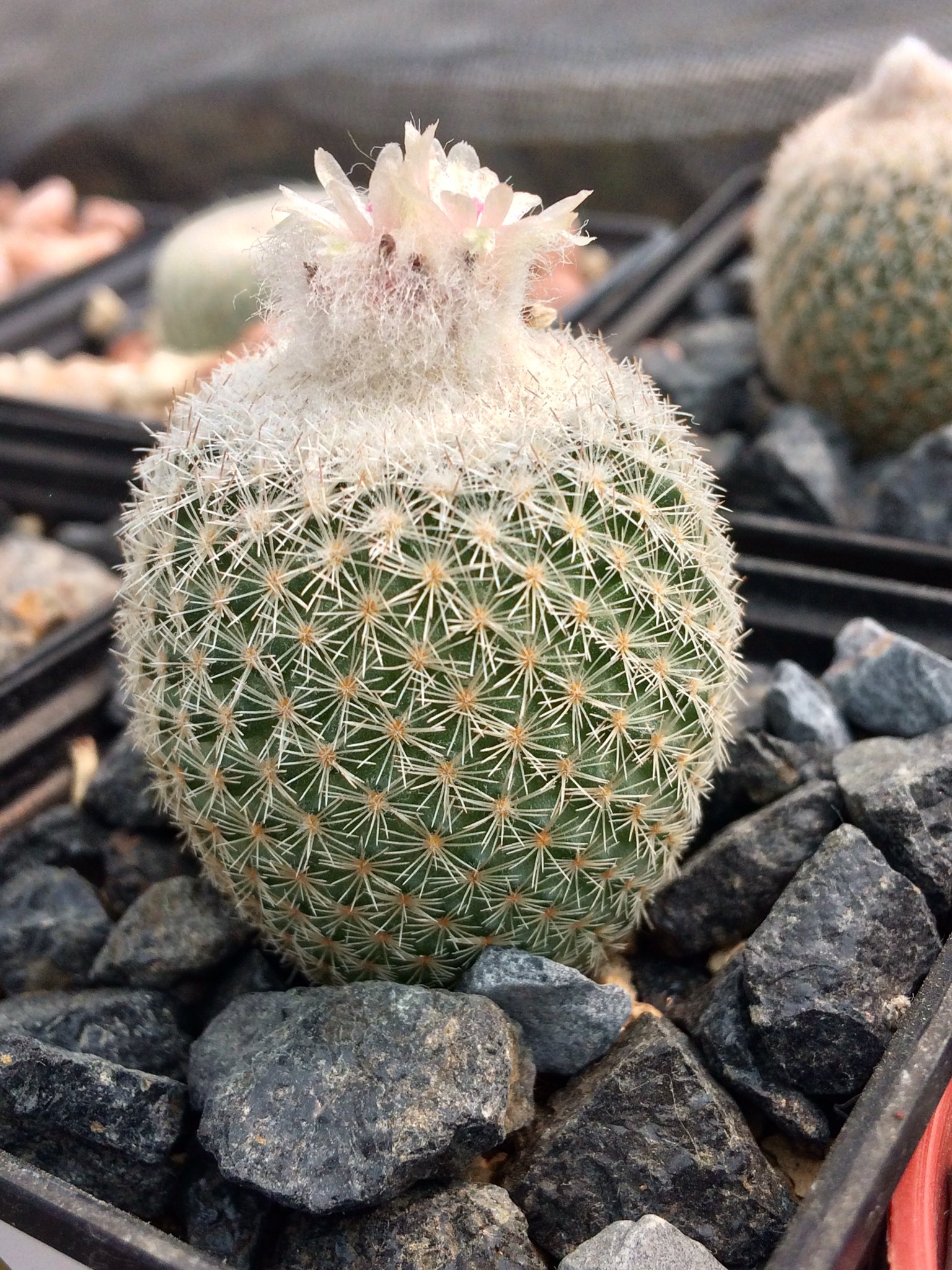 Epithelantha Twitter Search Twitter