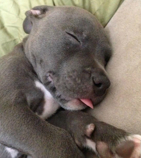 marillion13's tweet photo. #Bleps4ESA!!! 😛😛😛🐶🐶🐶💖💖💖🐾🐾🐾
From @dailykos https://t.co/cwjMJiFF69
@MorrisAnimal @Berti_and_Ernie @MsLynneMiller @WoofTasticbooks @Dafluffarooniez @Harleys_Dream @Sunleil @MistyWooEngle https://t.co/fv73hOyIH6