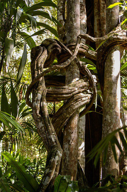 SW_Intelligence's tweet image. Strangler fig tree inspires a path towards microservices hubs.ly/H0l2Qlv0  #microservices #stranglerpattern #ITmodernization