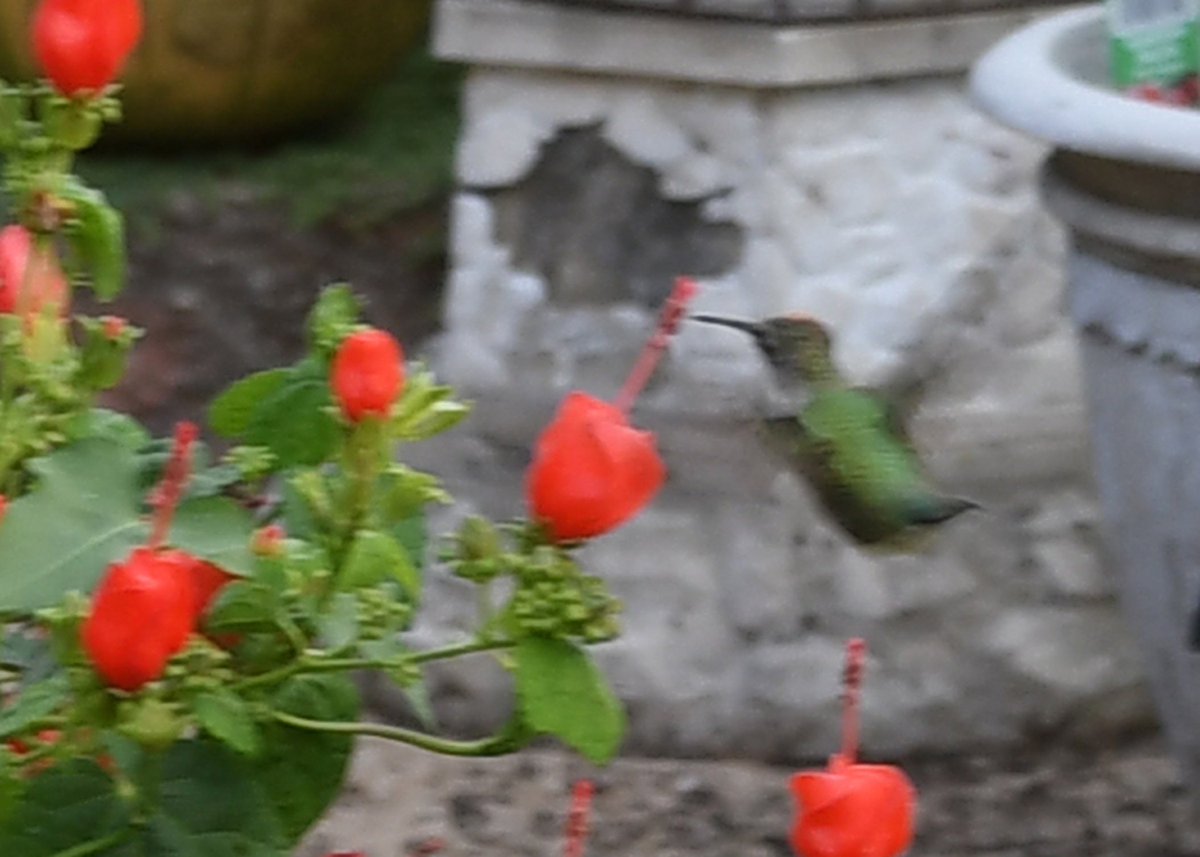 odee52's tweet image. Blessed to capture one of Gods Creations!