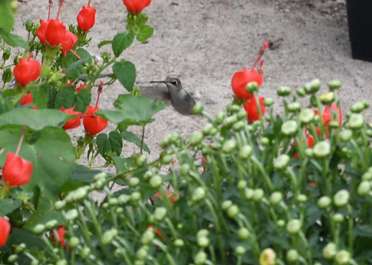 odee52's tweet image. Blessed to capture one of Gods Creations!