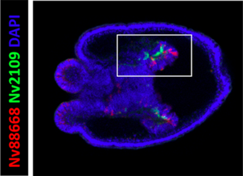 Whitney_Lab's tweet photo. @BabonisLeslie #MartindaleLab #RyanLab publish "Genomic analysis of the tryptome reveals molecular mechanisms of gland cell evolution" in EvoDevo https://t.co/5dD4c0JU3g @BioMedCentral https://t.co/cCWsYcIbn5